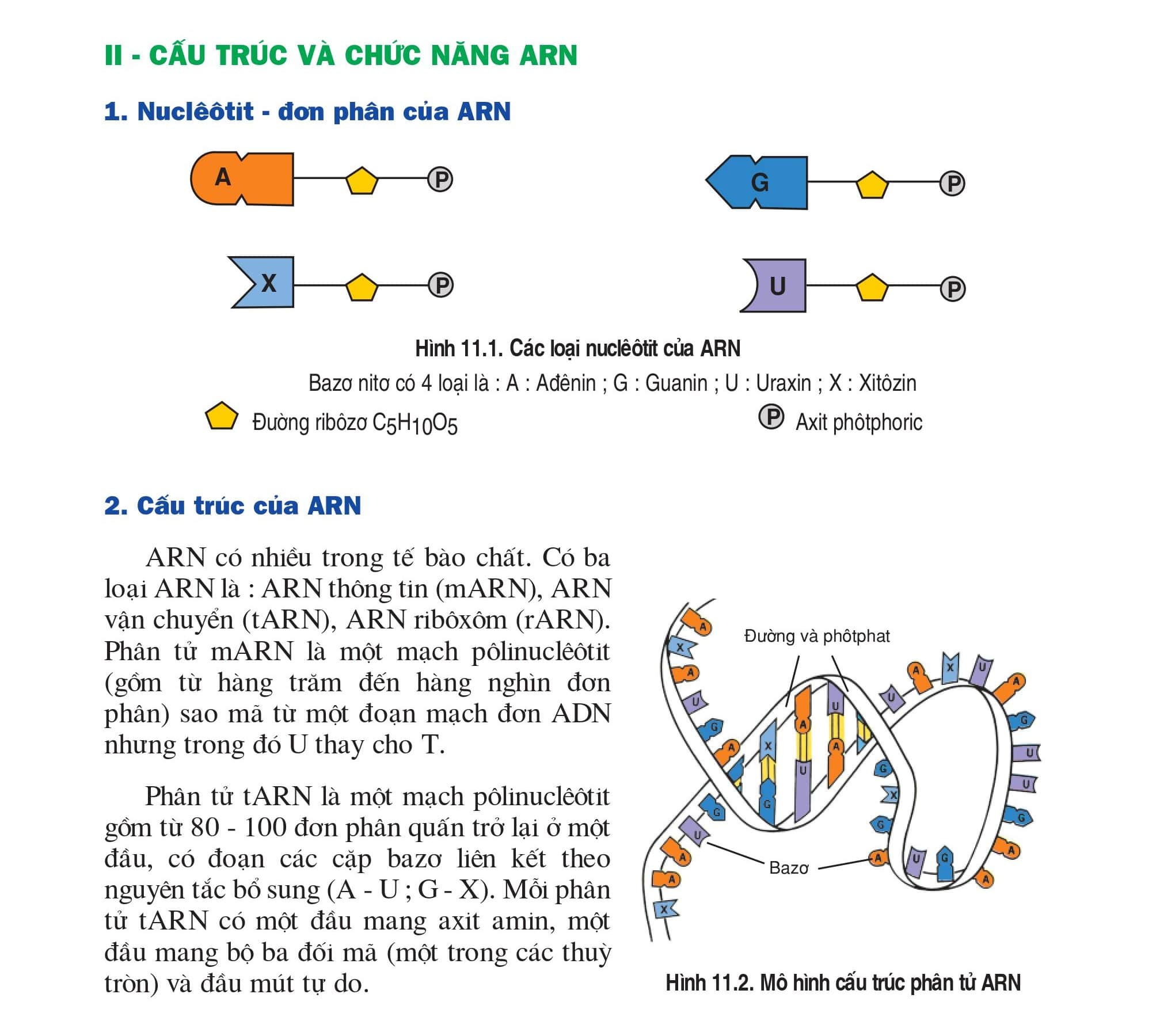 Cấu trúc và chức năng ARN - VnHocTap.com